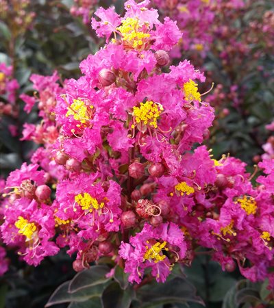 Crape Myrtle Plum Magic